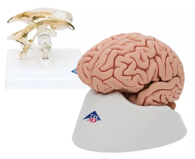 3B Scientific Brain and Ventricle Anatomy Model Set