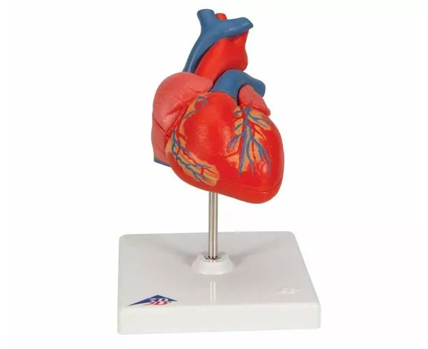 3B Scientific Classic Human Heart Anatomy Model