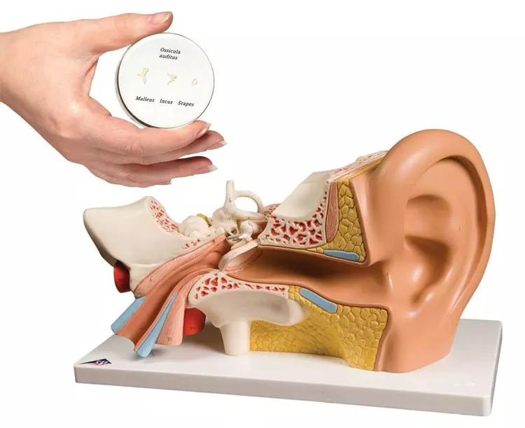 3B Scientific Ear Anatomy Model Set