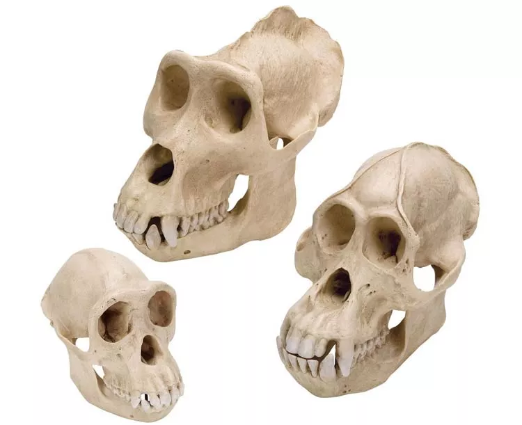 3B Scientific Primates Anatomy Model Set