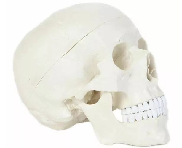 Anatomy Lab Essential Life-Size Skull