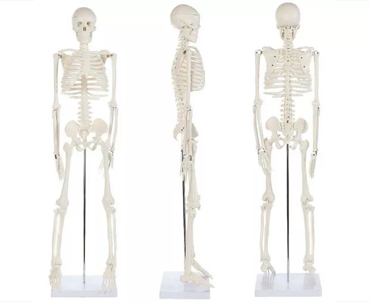 Anatomy Lab Essential Mini 35" Skeleton