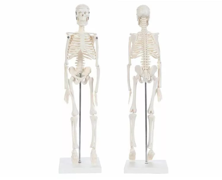 Anatomy Lab Essential Miniature Skeleton with Stand
