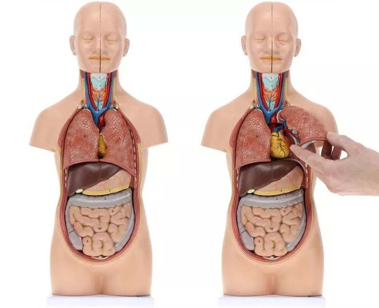 Axis Scientific 12-Part Unisex Mini Torso