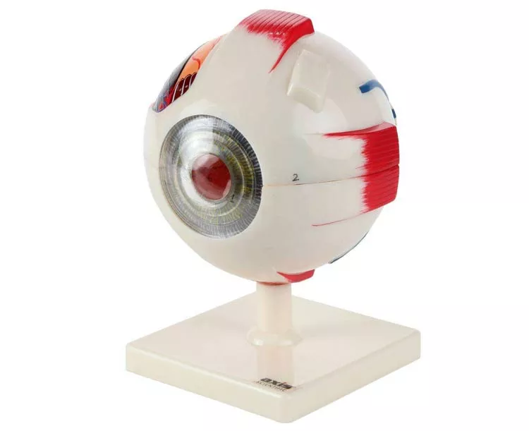 Axis Scientific 7-Part Human Eye (5x Life Size)