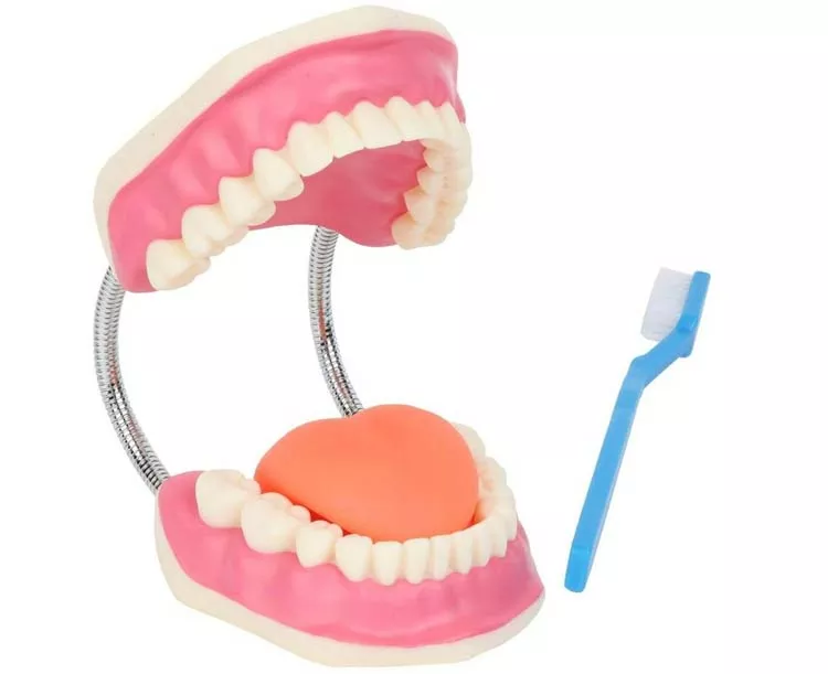 Axis Scientific Giant Tooth Brushing Model with Giant Brush