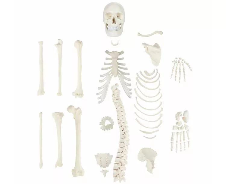 Axis Scientific Life-Size Disarticulated Skeleton Model