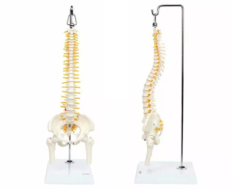 Axis Scientific Miniature Human Spine with Femur Heads Model