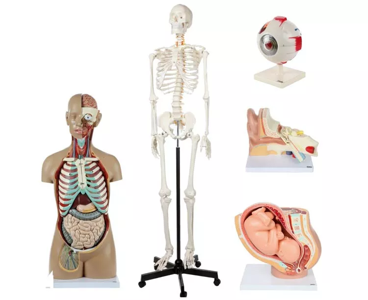 Axis Scientific School Anatomy Model Set