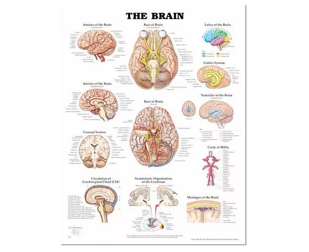 The Brain Anatomical Chart