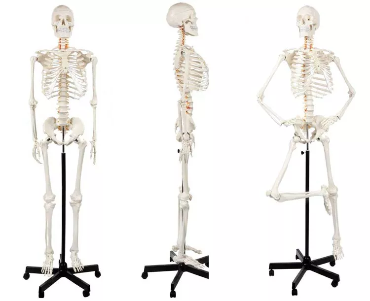Classic Human Skeleton with Study & Numbering Guide