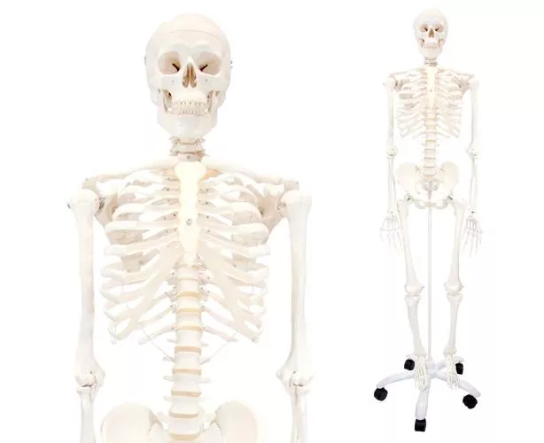 Classic Stan Human Skeleton Anatomy Model