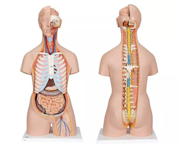 Classic Unisex Torso With Open Back Anatomy Model - 21 Part