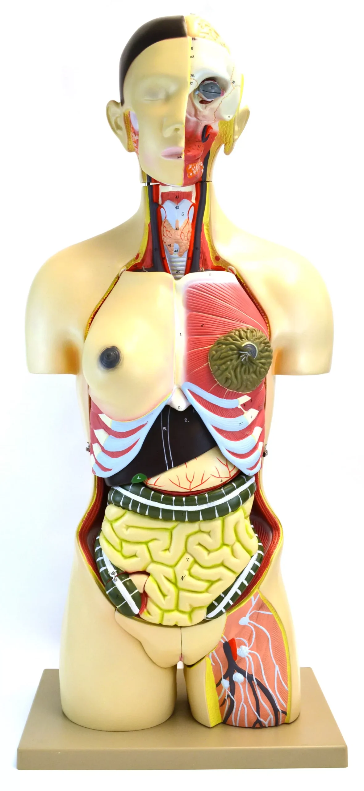Eisco Life-Size Dual Sex Premium Human Torso