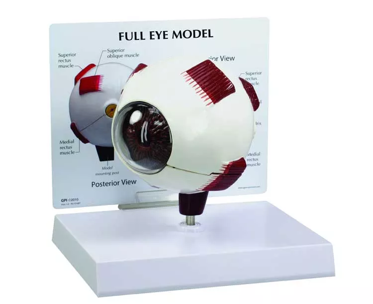 Full Eye Anatomy Model
