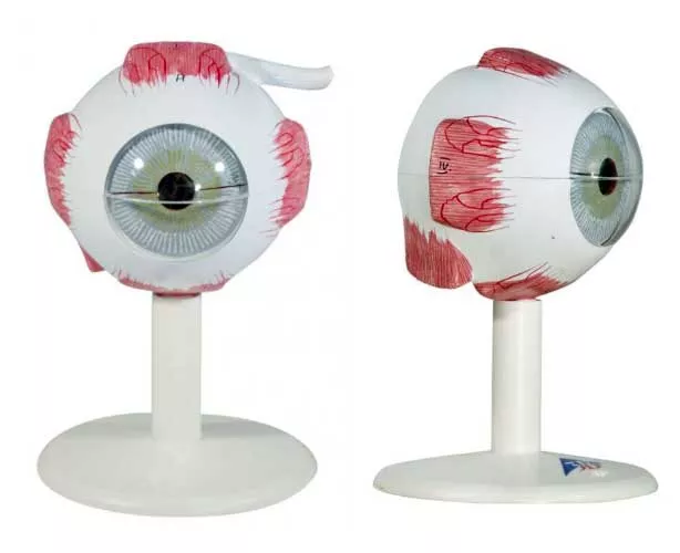 Human Eye Replica Model, 3 Times Full-Size (6 Parts)