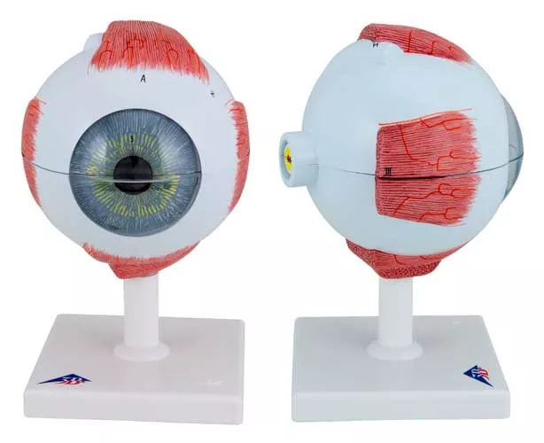 Human Eye Replica Model, 5 Times Full-Size (6 Parts)