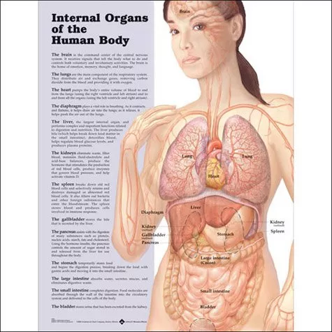 Internal Organs of the Human Body Anatomical Chart