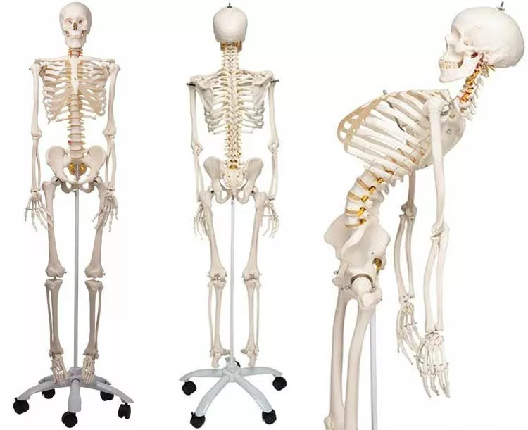 Mr. Flexible Skeleton Model Skeleton