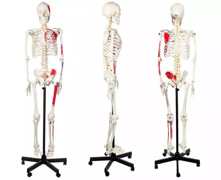 Muscle Painted & Numbered Life-Size Human Skeleton Model