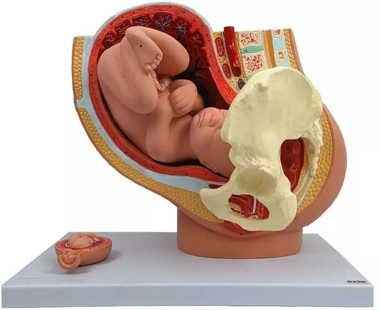 Pregnancy Pelvis with Mature Fetus Numbered Anatomy Model