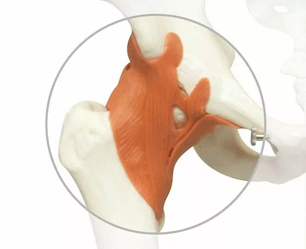 Replacement Hip Ligament for 3B Scientific Skeletons