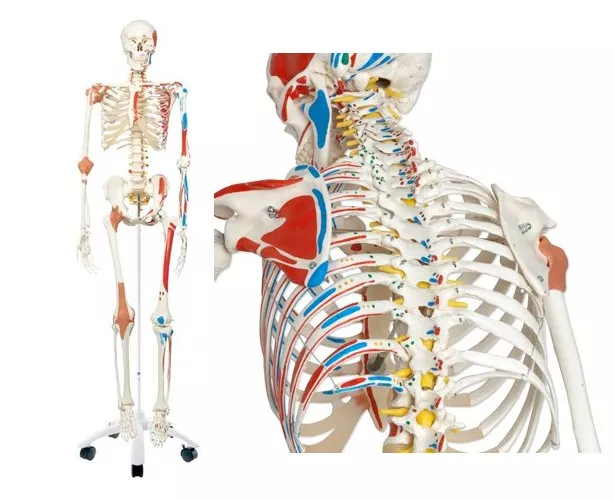 Sam The Super Skeleton Anatomy Model